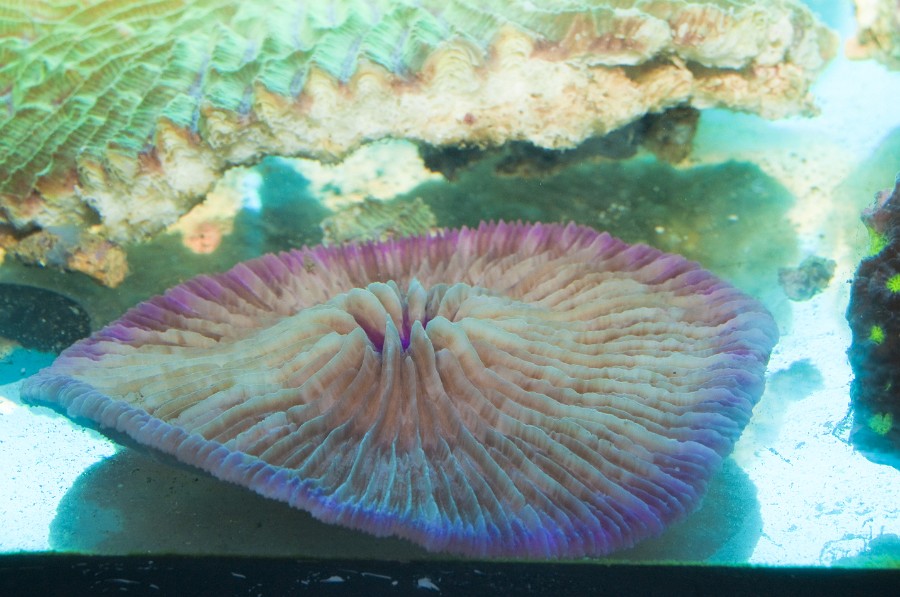 White Coral in Saltwater Aquarium